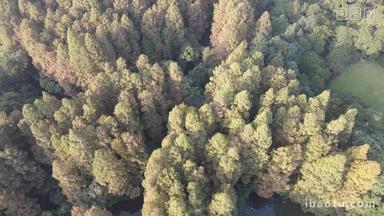 秋天泛黄的红木杉航拍